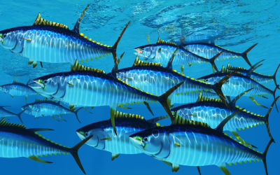 Tuvalu’s tuna revenue declines amid warming seas