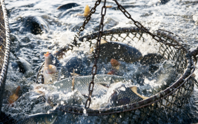 Kiribati fisheries revenues underline central role of ocean economy