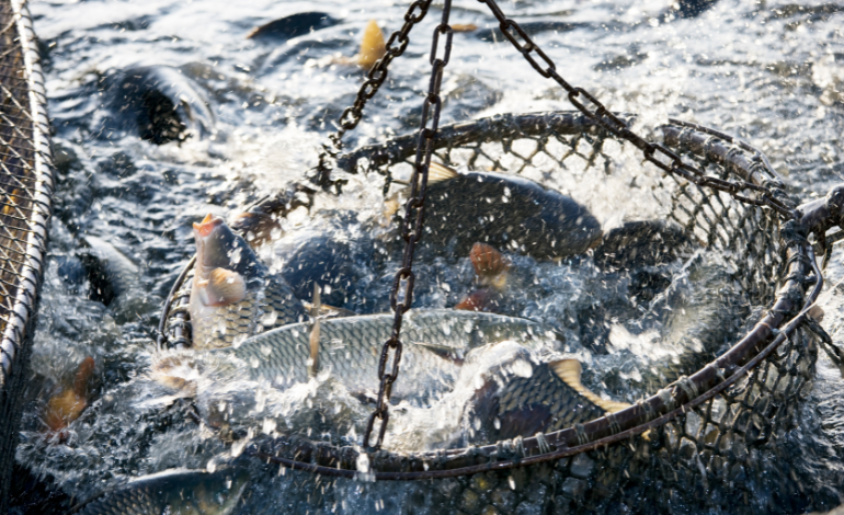 Kiribati fisheries revenues underline central role of ocean economy